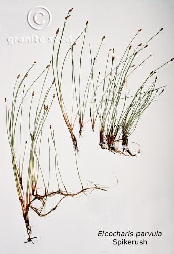 Eleocharis parvula