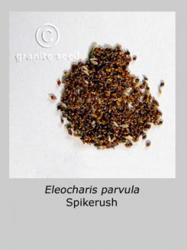 eleocharis  palustris  product gallery #2