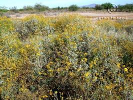 encelia  farinosa  product gallery #2