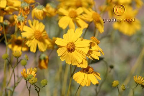 Encelia farinosa