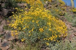 encelia  farinosa  product gallery #6