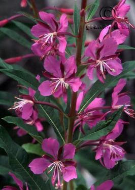 Chamerion angustifolium