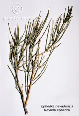 ephedra  nevadensis  product gallery #4