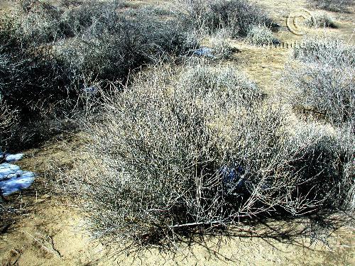 Ephedra viridis