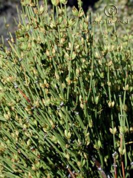 ephedra  viridis  product gallery #3