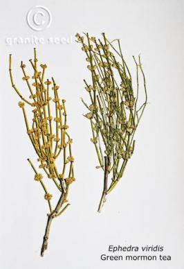 ephedra  viridis  product gallery #4