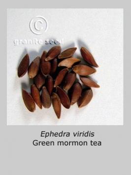 ephedra  viridis  product gallery #5