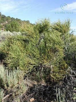 ephedra  viridis  product gallery #6