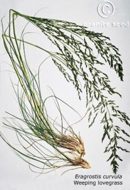 Eragrostis curvula