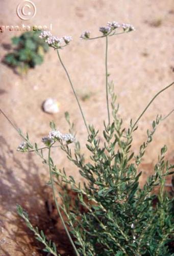 Eriogonum fasciculatum