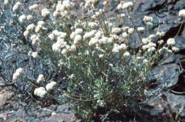 eriogonum  fasciculatum  product gallery #3