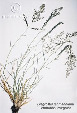 Eragrostis lehmanniana