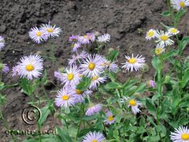 Erigeron speciosus