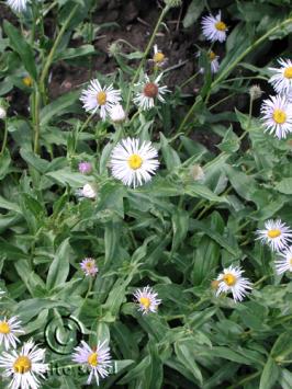 erigeron  speciosus  product gallery #4