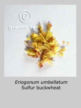 Eriogonum umbellatum