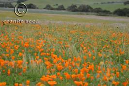 Eschscholzia californica