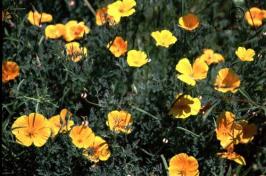 eschscholzia  californica  product gallery #10