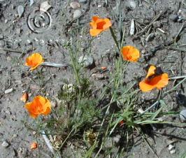 eschscholzia  californica  product gallery #4