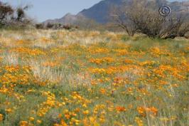 eschscholzia  californica ssp. mexicana  product gallery #3