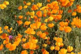 Eschscholzia californica ssp. mexicana