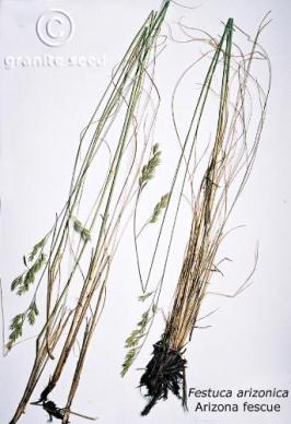 Festuca arizonica