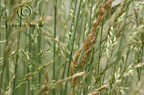 Festuca arundinacea