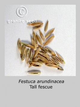 festuca  arundinacea  product gallery #8