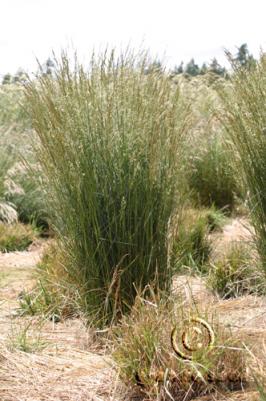 festuca  arundinacea  product gallery #9