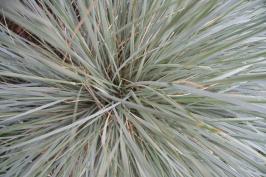 Festuca ovina glauca