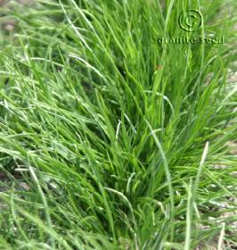 Festuca idahoensis