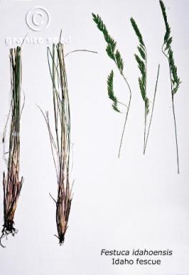 festuca  idahoensis  product gallery #2