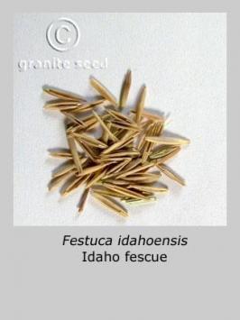 festuca  idahoensis  product gallery #3