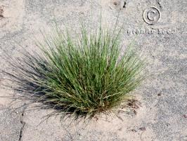 festuca  idahoensis  product gallery #4