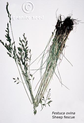 Festuca ovina