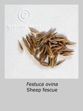 festuca  ovina  product gallery #2