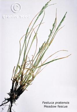 Festuca pratensis