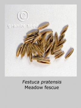 festuca  pratensis  product gallery #2