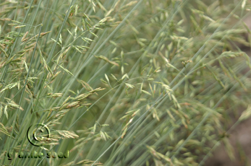 Festuca rubra commutata