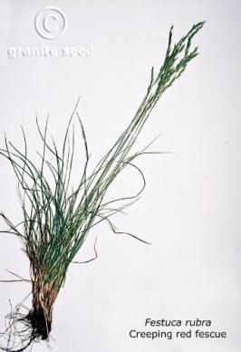 festuca  rubra commutata  product gallery #2