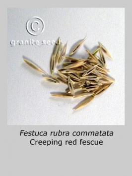 festuca  rubra commutata  product gallery #3