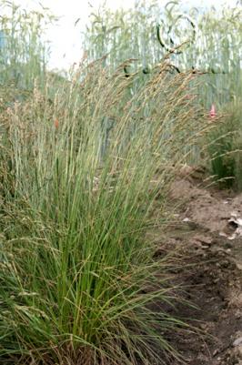 festuca  rubra commutata  product gallery #4