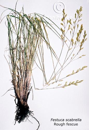 Festuca campestris