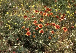 gaillardia  aristata  product gallery #4