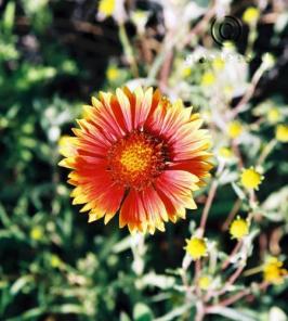 Gaillardia aristata