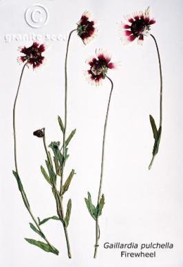 gaillardia  pulchella  product gallery #3