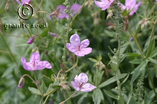 geranium  viscosissimum  product gallery #1