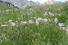 Geranium viscosissimum