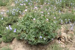 geranium  viscosissimum  product gallery #3