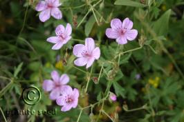 geranium  viscosissimum  product gallery #4