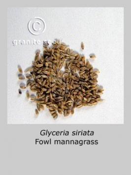 glyceria  striata  product gallery #2